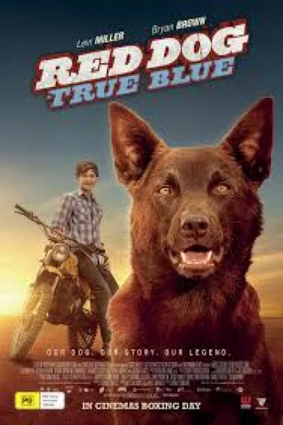 ดูหนัง Red Dog: True Blue (2016) เต็มเรื่อง (2016) ออนไลน์ HD ฟรี